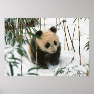 Affiche Bébé panda sur la neige, Wolong, Sichuan, Chine