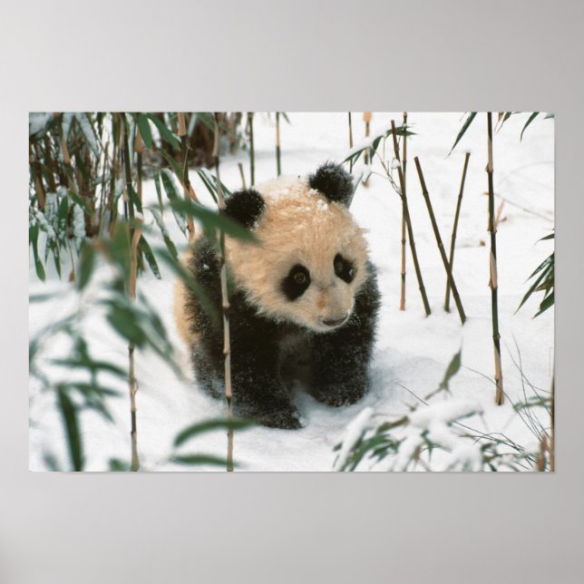 Affiche Bébé panda sur la neige, Wolong, Sichuan, Chine (Devant)