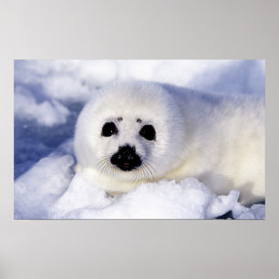 Affiche Bébé phoque à harpe glace golfe du Saint-Laurent,