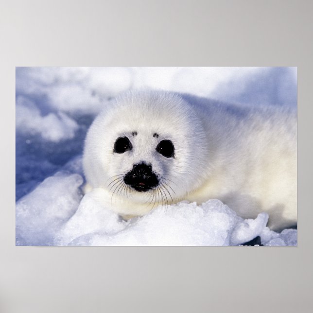 Affiche Bébé phoque à harpe glace golfe du Saint-Laurent, (Devant)