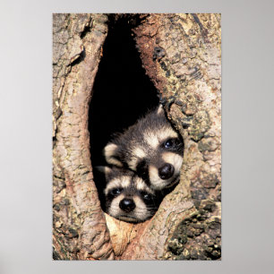 Affiche Bébé Raccoons se jetant dans l'arbre