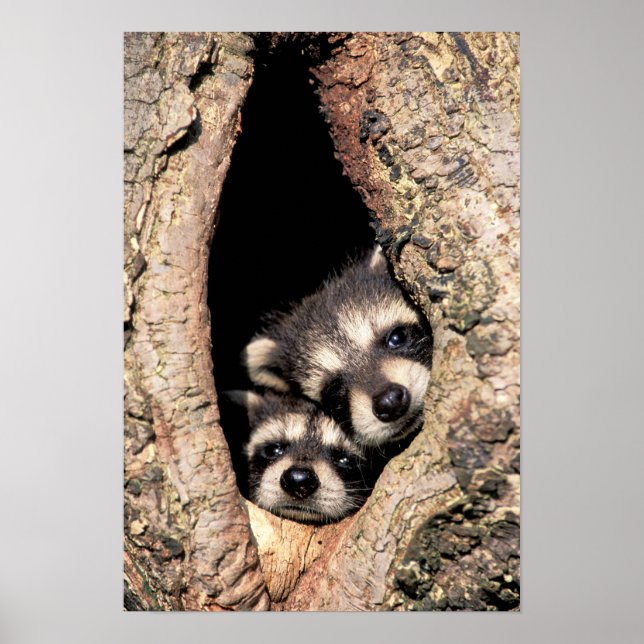 Affiche Bébé Raccoons se jetant dans l'arbre (Devant)
