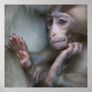 Affiche Bébé singe