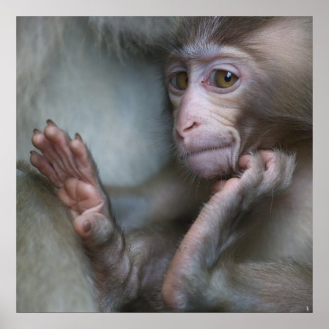 Affiche Bébé singe (Devant)