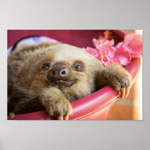 Affiche Bébé Sloth