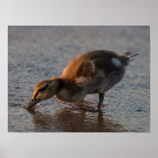 Affiche Bébé soif (Devant)