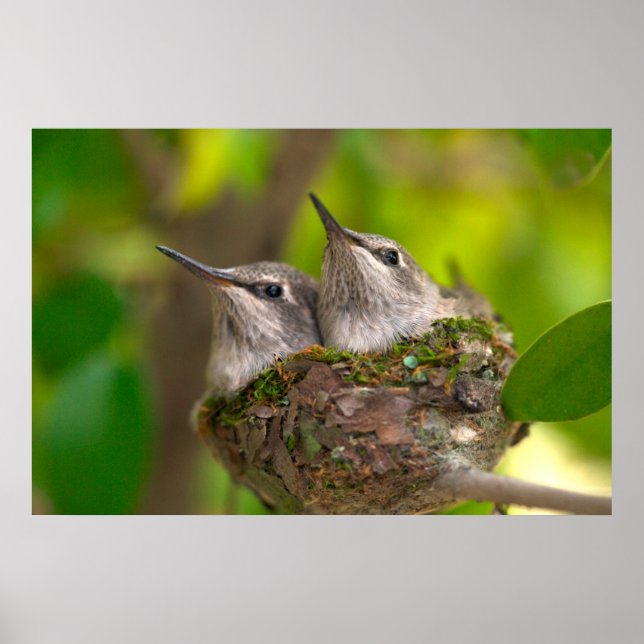 Affiche Bébés colibris (Devant)