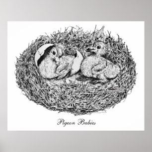 Affiche Bébés Nid de Pigeon