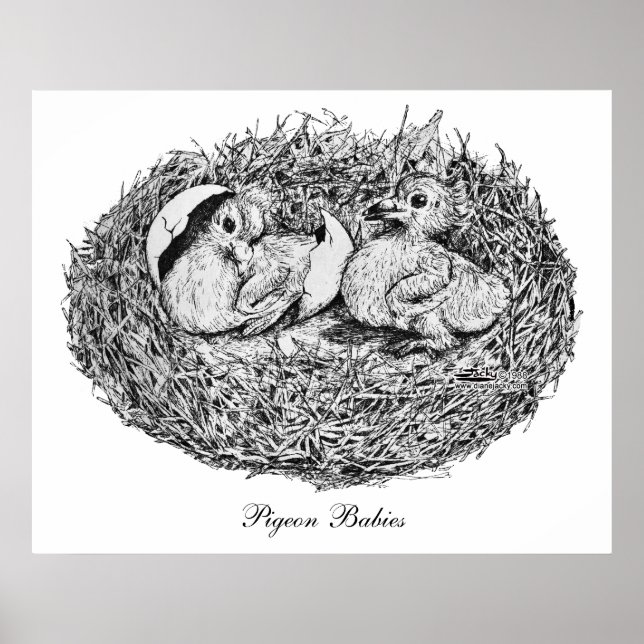 Affiche Bébés Nid de Pigeon (Devant)