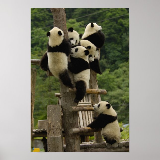 Affiche Bébés panda géant (Ailuropoda melanoleuca) (Devant)