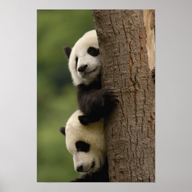 Affiche Bébés panda géant Ailuropoda melanoleuca) (Devant)