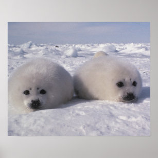 Cadeaux Bebe Phoque Blanc Zazzle Fr Cadeaux Bebe Phoque Blanc Zazzle Fr