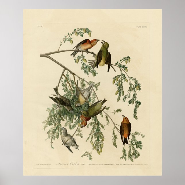 Affiche Bec-croisé américain des oiseaux d'Amérique d'Audu (Devant)