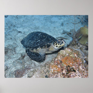 Affiche Bécasseau à Hawksbill