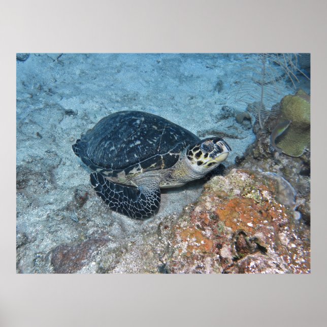 Affiche Bécasseau à Hawksbill (Devant)