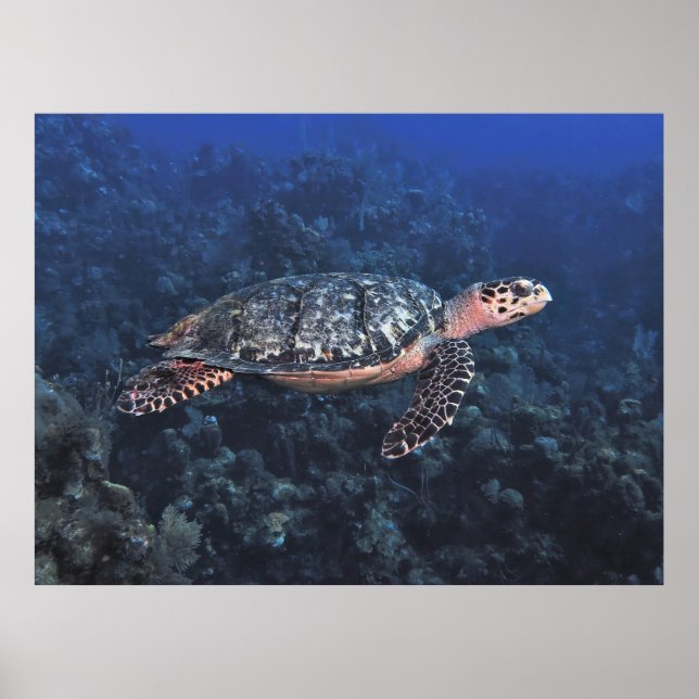 Affiche Bécasseau à Hawksbill à Roatan (Devant)