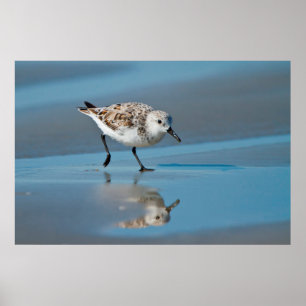 Affiche Bécasseau Sanderling (Calidris Alba) Se Nourrissan