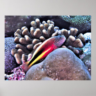 Affiche Bécasseau sur le corail