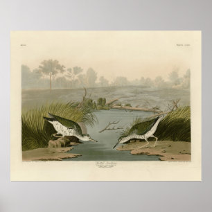 Affiche Bécasseau tacheté des oiseaux d'Amérique d'Audubon