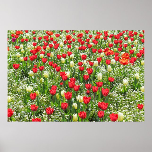 Affiche Bed of Tulips, Gorsedd Gardens, Cardiff, Pays de G (Devant)