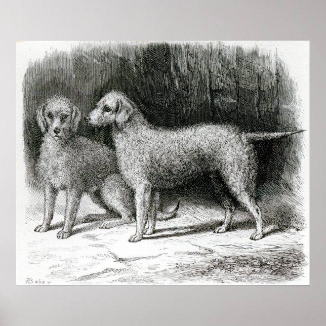 Affiche Bedlington Terriers- Mr. F. Armstrong's (Devant)