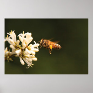 Affiche Bee - Chéri Je suis chez moi