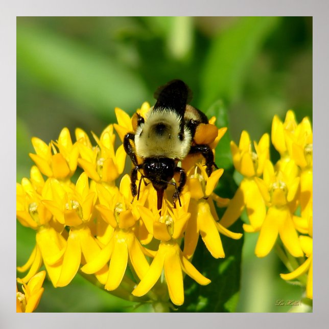 Affiche Bee Feasting on Butterfly Weed Wildflowers (Devant)