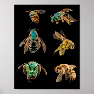Affiche Bee Magnified images photos insectes insectes inse