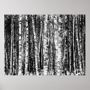 Affiche Beech Trees, White and Charcoal Gray / Grey