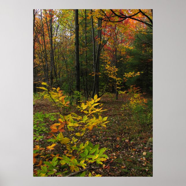 Affiche Beech Woods (Devant)