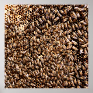 AFFICHE BEEHIVE