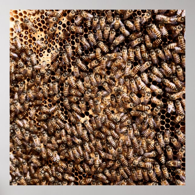 AFFICHE BEEHIVE (Devant)