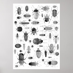 Affiche Beetle noir et blanc