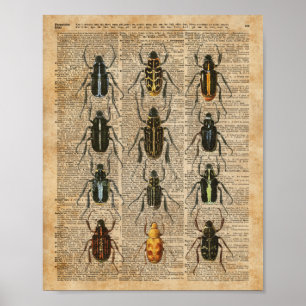 Affiche Beetles Bugs Zoologie Illustration Vintage