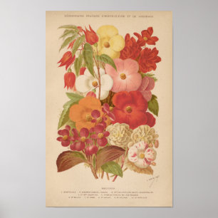 Affiche Bégonie   George Nicholson