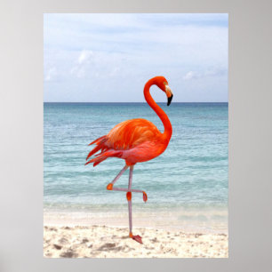 Affiche Bel oiseau flamant rose sur la plage