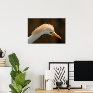 Affiche Bel oiseau héron garde-boeufs