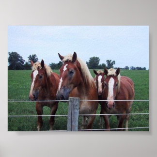 Affiche Belgian Horses