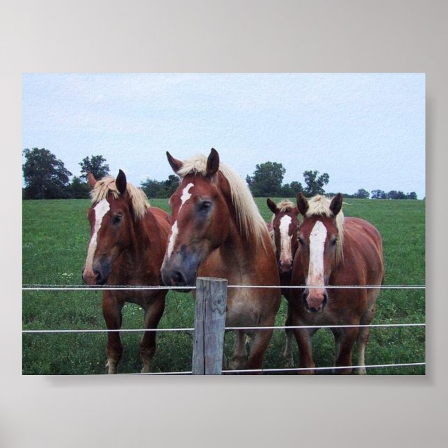 Affiche Belgian Horses (Devant)