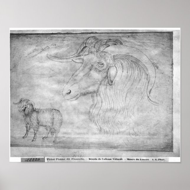 Affiche Bélier et tête de bélier (Devant)