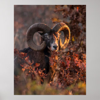 Affiche Bélier Mouflon Européen dans une photo de faune fo