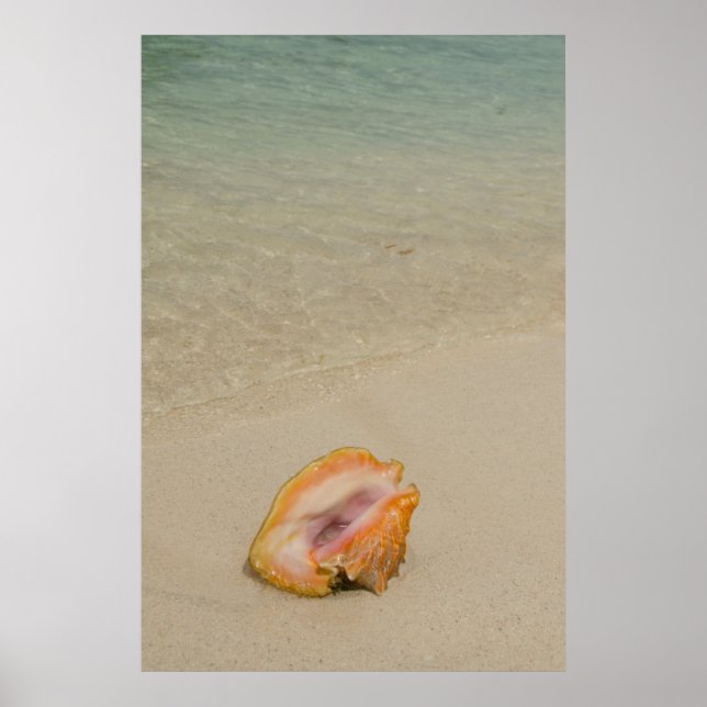 Affiche Belize, mer des Caraïbes, Glover's Reef. Conche (Devant)