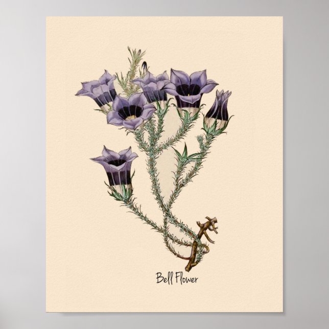 Affiche Bell Flower Botanical (Devant)