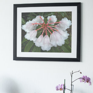 Affiche Bell Formé Rhododendrons Floral Photographie