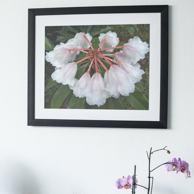 Affiche Bell Formé Rhododendrons Floral Photographie (In Situ Framed)