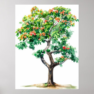 Affiche Belle aquarelle Bombax Ceiba Tree