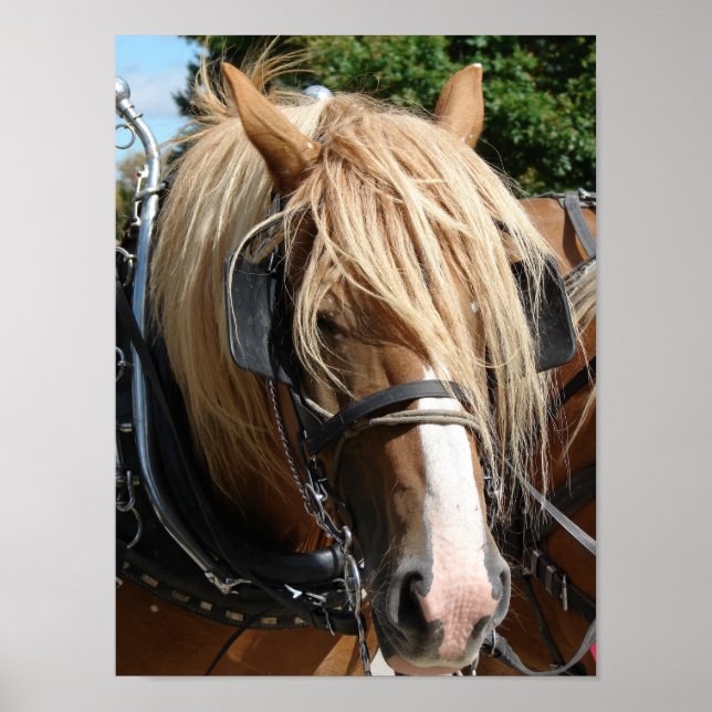 Affiche Belle Belge (Devant)