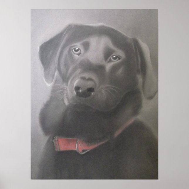Affiche Belle Black Labrador (Devant)