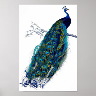 Affiche Belle Blue Peacock Nature Oiseaux Plumes