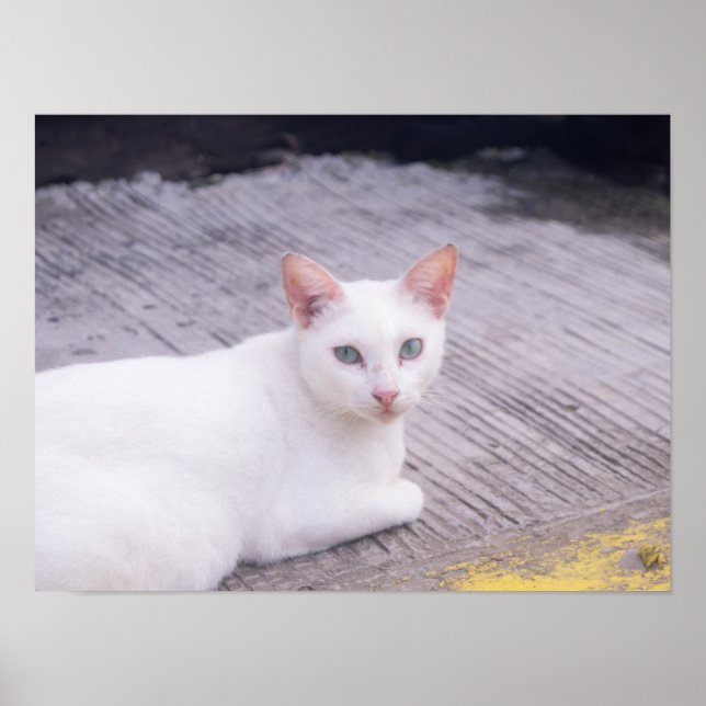 Affiche Belle Chat Blanc (Devant)